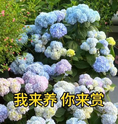 绣球花在晚会上有何寓意？