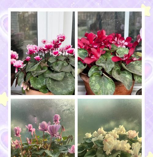 仙客来什么时候开花？如何促进仙客来按时开花？