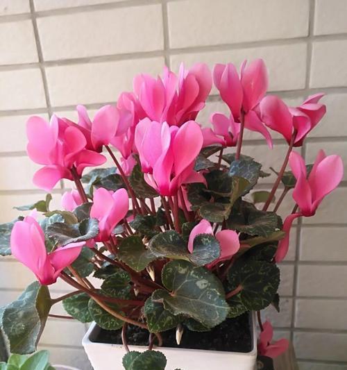 仙客来什么时候开花？如何促进仙客来按时开花？