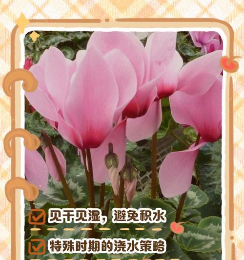仙客来什么时候开花？如何促进仙客来按时开花？