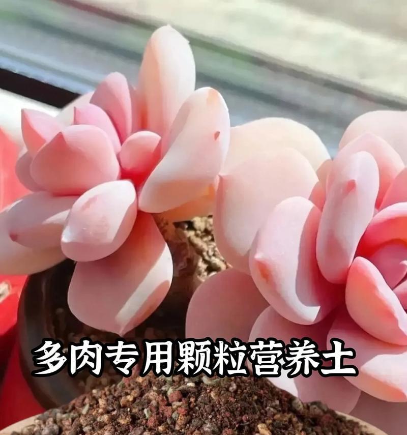 多肉植物适合哪种土壤？如何选择合适土壤？