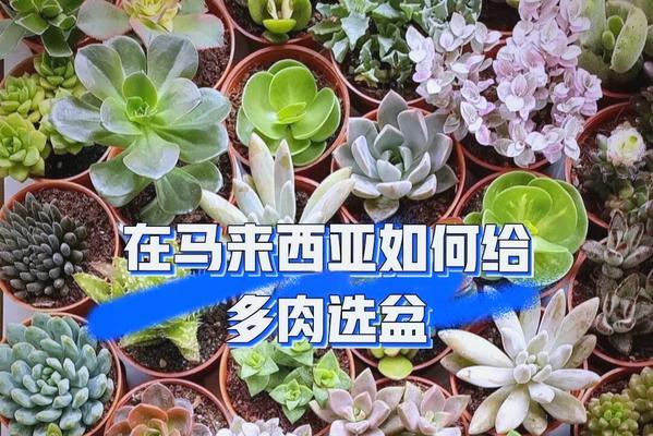 多肉植物适合哪种土壤？如何选择合适土壤？
