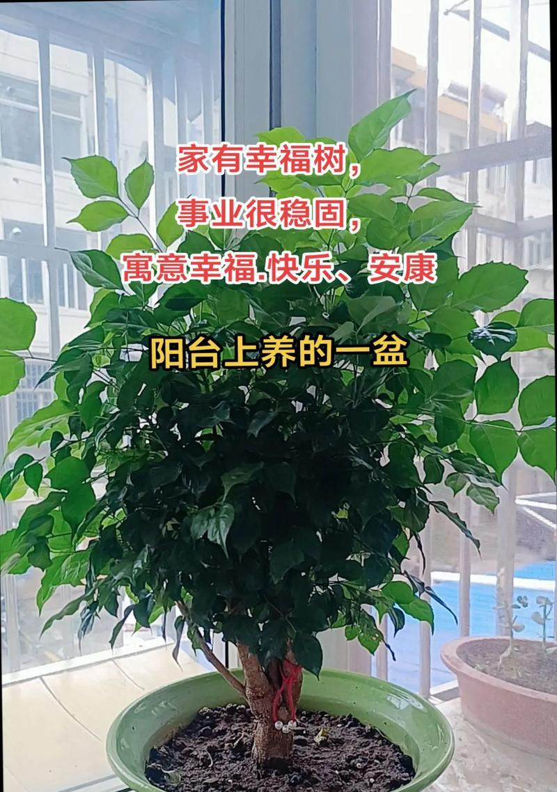 快乐平安的花语是什么？它传递了怎样的祝福？