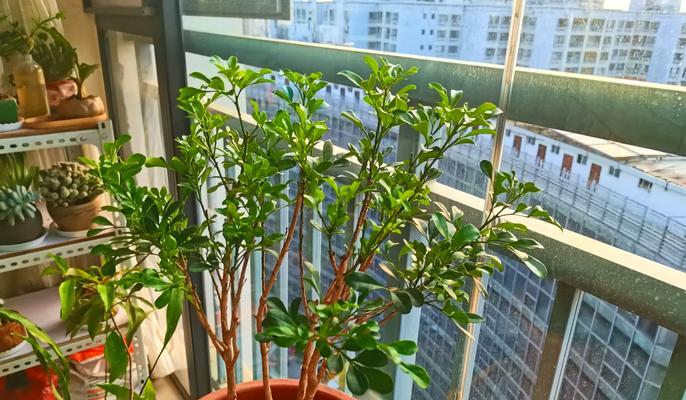 米兰怎么养护？如何让米兰花开得更茂盛？