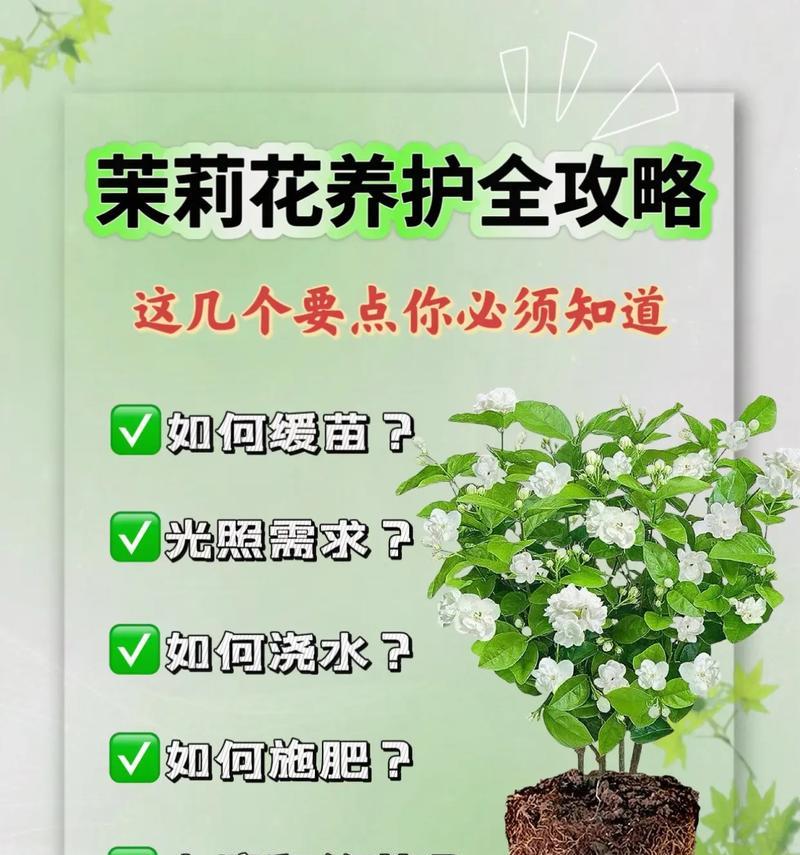 茉莉叶子发黄怎么办？哪种肥料最适合茉莉？
