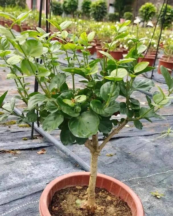 茉莉叶子发黄怎么办？哪种肥料最适合茉莉？