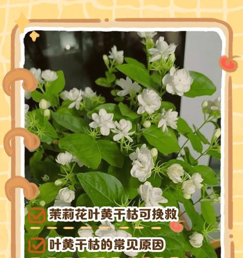 茉莉叶子发黄怎么办？哪种肥料最适合茉莉？