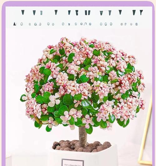 夏季多肉植物的养护要点是什么？如何防止晒伤和病虫害？