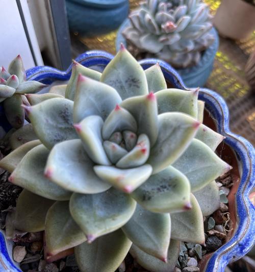 夏季多肉植物的养护要点是什么？如何防止晒伤和病虫害？
