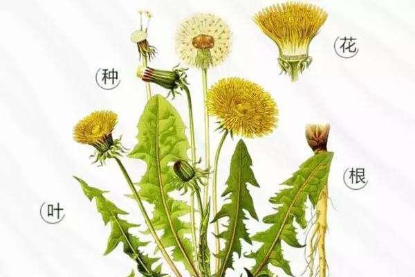 蒲公英叶子的特征是什么？如何识别蒲公英？