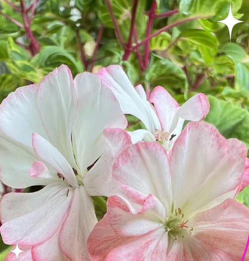 浩瀚花语中包含哪些花的名字？