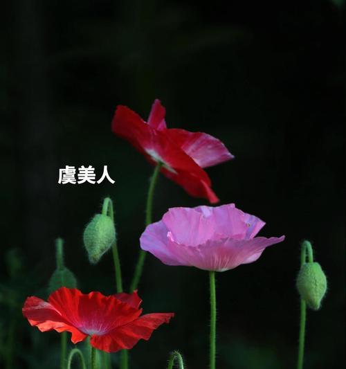 浩瀚花语中包含哪些花的名字？