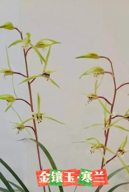 兰花有哪些独特的优点？为何被广泛喜爱？