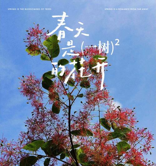 树的花语及其象征意义是什么？