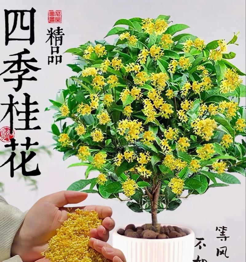 树的花语及其象征意义是什么？