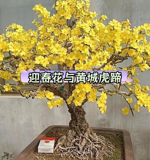 迎春花的养殖方法是什么？如何让迎春花开得更茂盛？