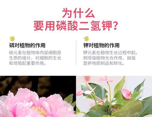 室内植物施肥有什么注意事项？哪种肥料最适合室内植物？