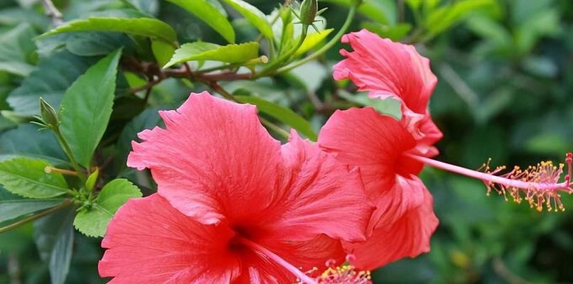 送自己不谢的花有何花语？这种花象征着什么？