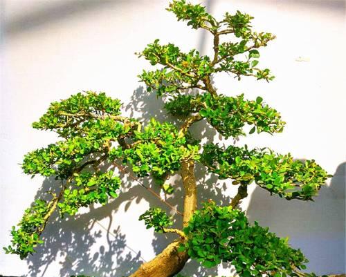 小富贵树的正确养护方法有哪些？常见问题如何解决？