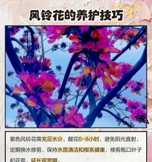 三头风铃花的花语有何特殊含义？它象征着什么？