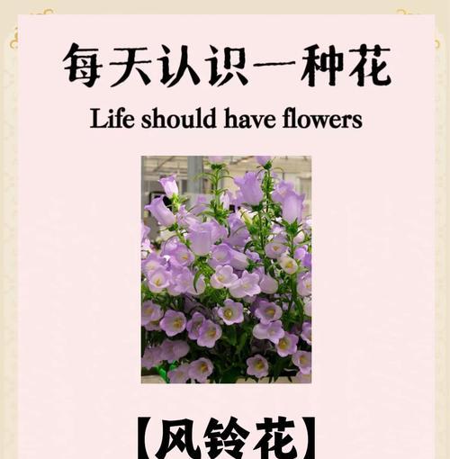 三头风铃花的花语有何特殊含义？它象征着什么？