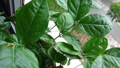 冬天有哪些植物依然可以生长？