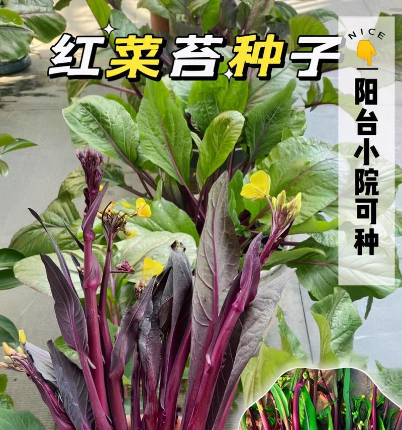 红菜苔种子盆栽种植需要注意什么？如何确保其健康成长？