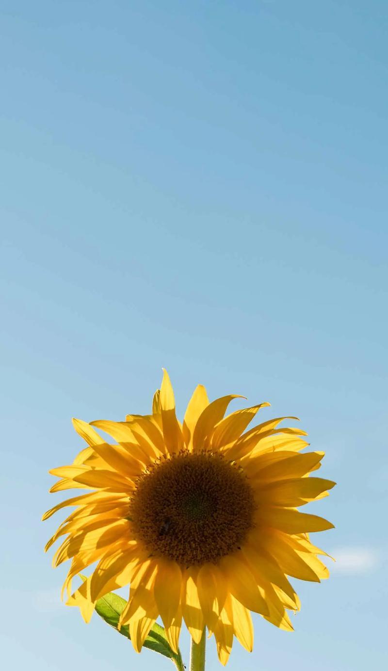 送师哥什么花合适？花语有何含义？