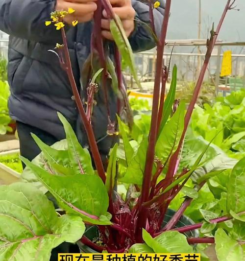 红菜苔种子盆栽种植需要注意什么？如何确保其健康成长？