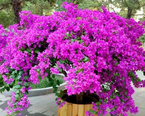 你知道哪些植物是紫色的？紫色植物的养殖方法是什么？