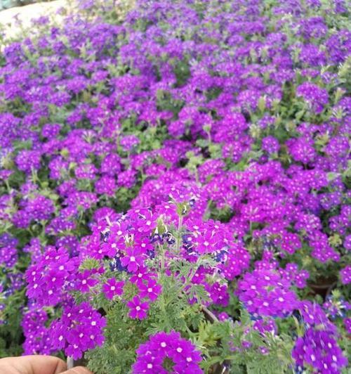 你知道哪些植物是紫色的？紫色植物的养殖方法是什么？