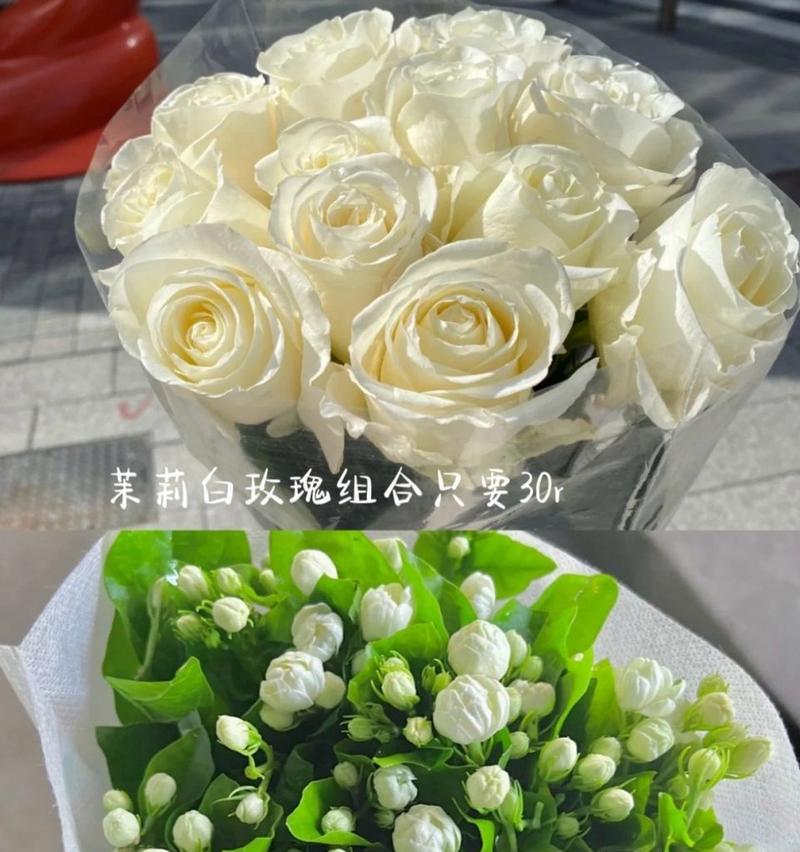 三朵茉莉白玫瑰代表什么？花语中有什么特别含义？