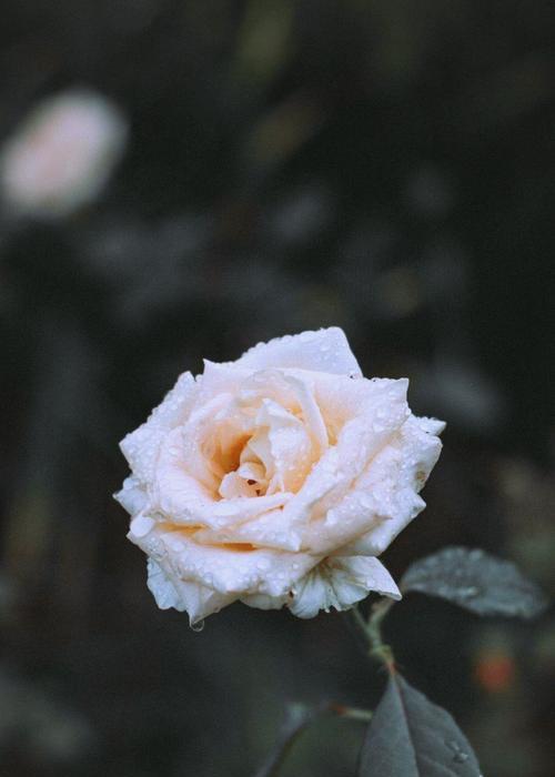 三朵茉莉白玫瑰代表什么？花语中有什么特别含义？