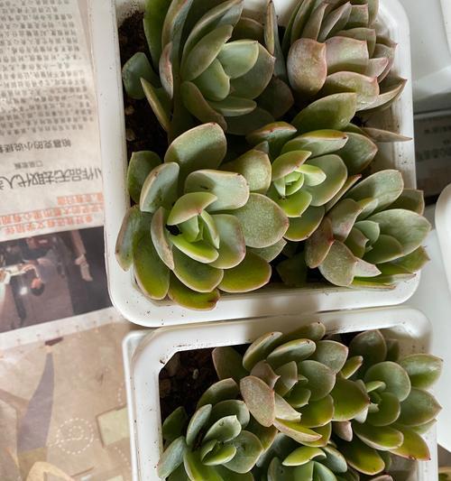 红鹤多肉的养殖技巧是什么？如何保持其鲜艳的颜色？
