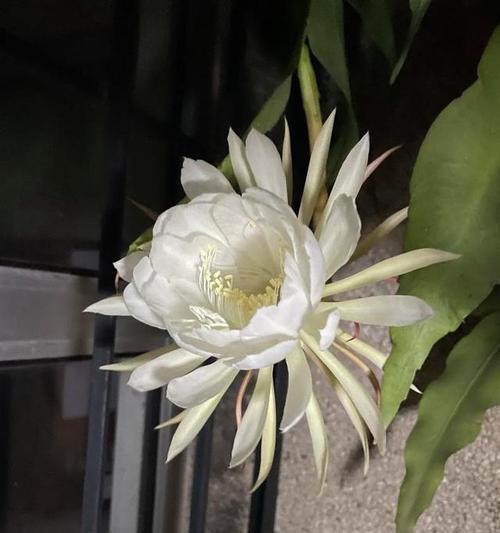昙花怎么过冬？昙花冬季养护的注意事项有哪些？