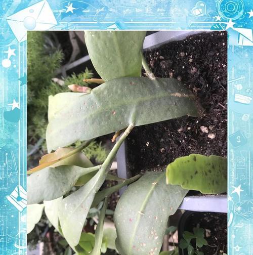 昙花怎么过冬？昙花冬季养护的注意事项有哪些？