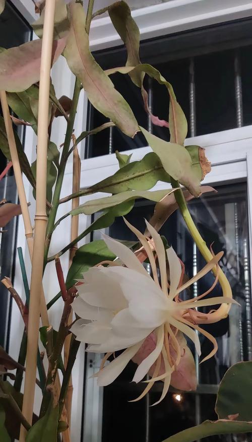昙花怎么过冬？昙花冬季养护的注意事项有哪些？