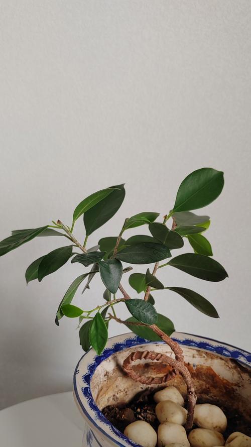 大叶榕树盆景的养护技巧是什么？如何保持其美观？
