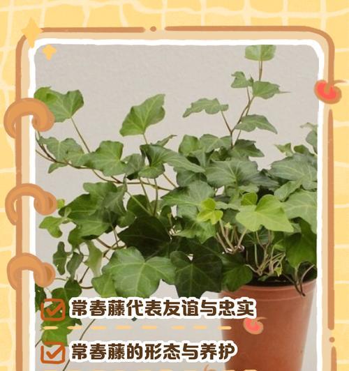 花语流浪记第一集的内容是什么？为什么它会受到关注？