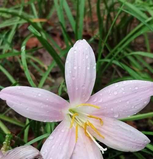 生性淡泊的花语代表了什么？