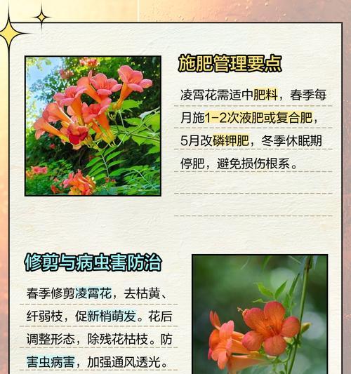 生性淡泊的花语代表了什么？
