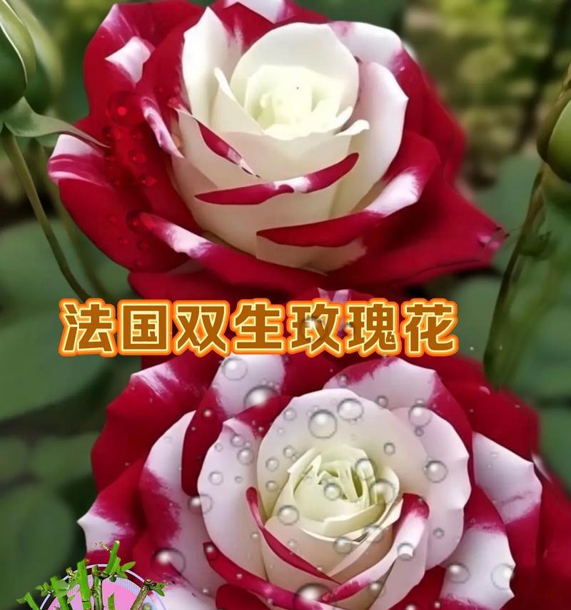 永不相碰的花语有何深意？