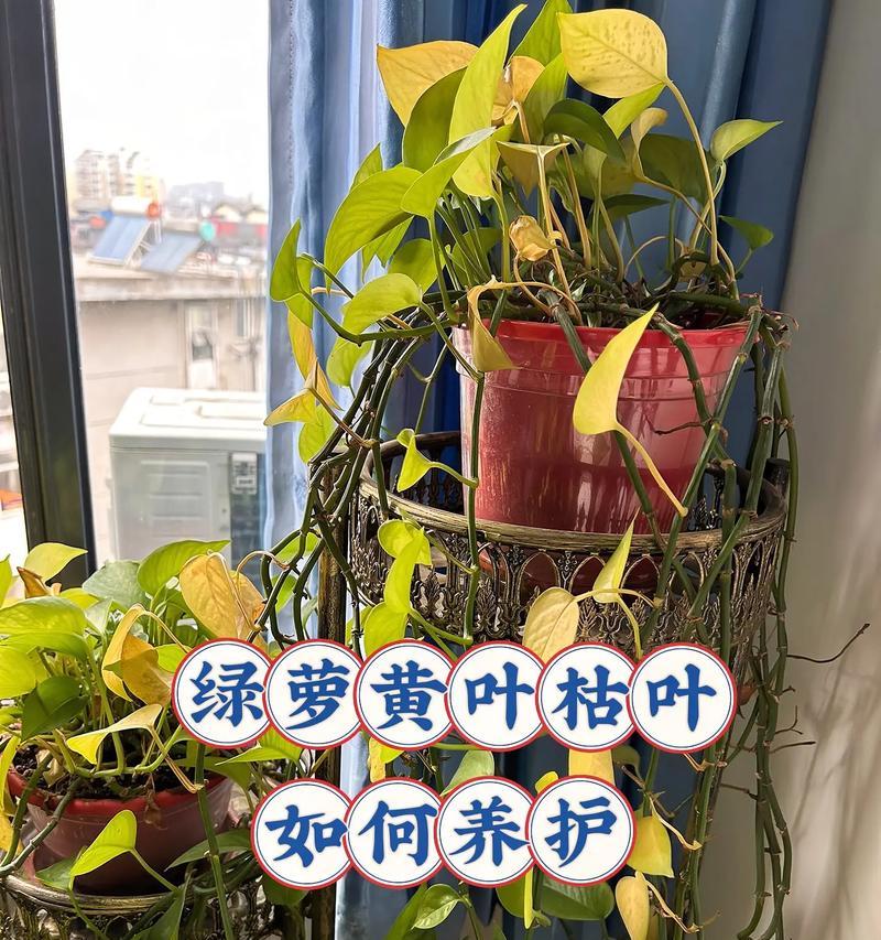 绿萝叶子变黄的原因是什么？如何解决绿萝叶子发黄问题？