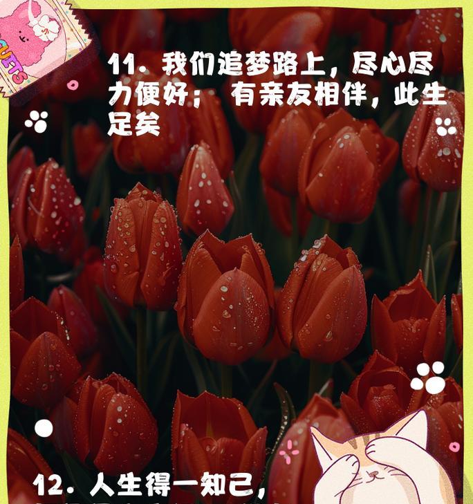 永不相碰的花语有何深意？
