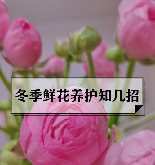鲜花的保鲜方法有哪些？如何延长鲜花的观赏期？