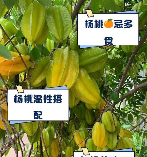 杨桃花语的意思是什么？如何正确发音？
