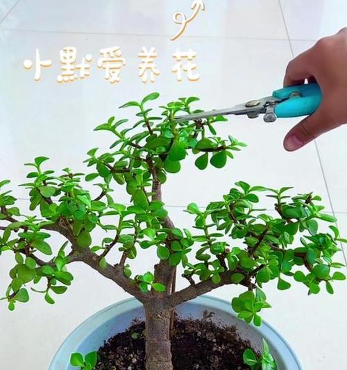 金枝玉叶施肥方法是什么？如何正确施肥？
