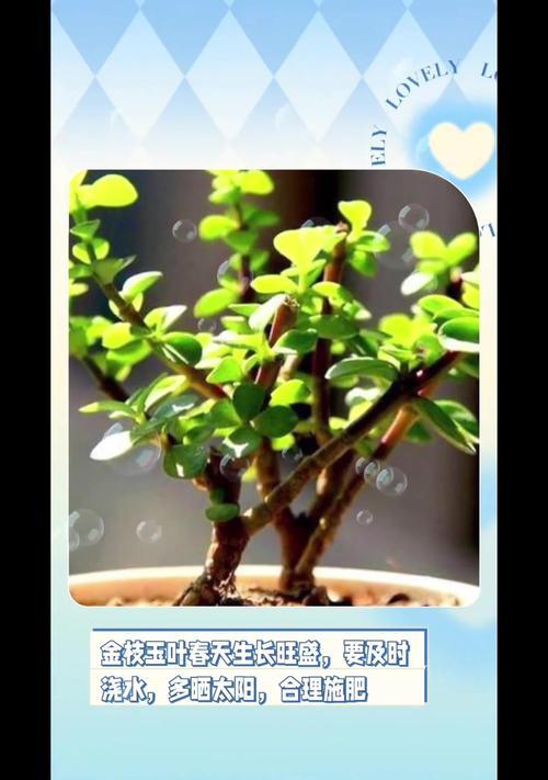 金枝玉叶施肥方法是什么？如何正确施肥？