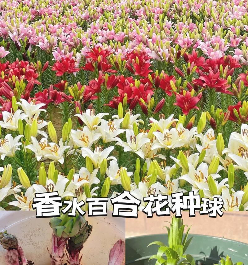 热门上热门的花语表达什么？