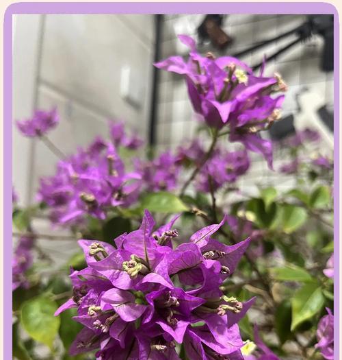 植物叶片变黄的原因是什么？如何预防和解决？